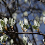 Sorbus - Common whitebeam (Sorbus aria)