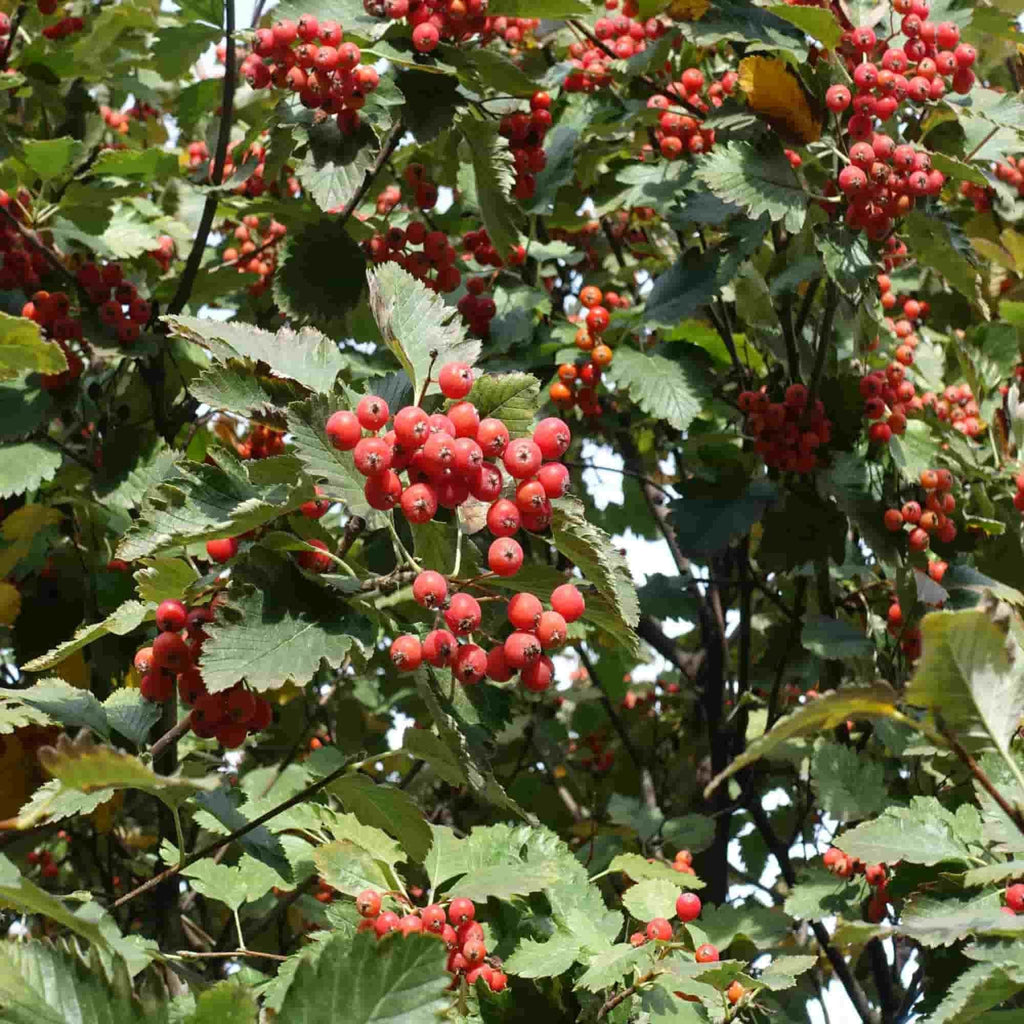 Sorbus - Common whitebeam (Sorbus aria)