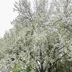 A mature wild crab apple tree in full flower