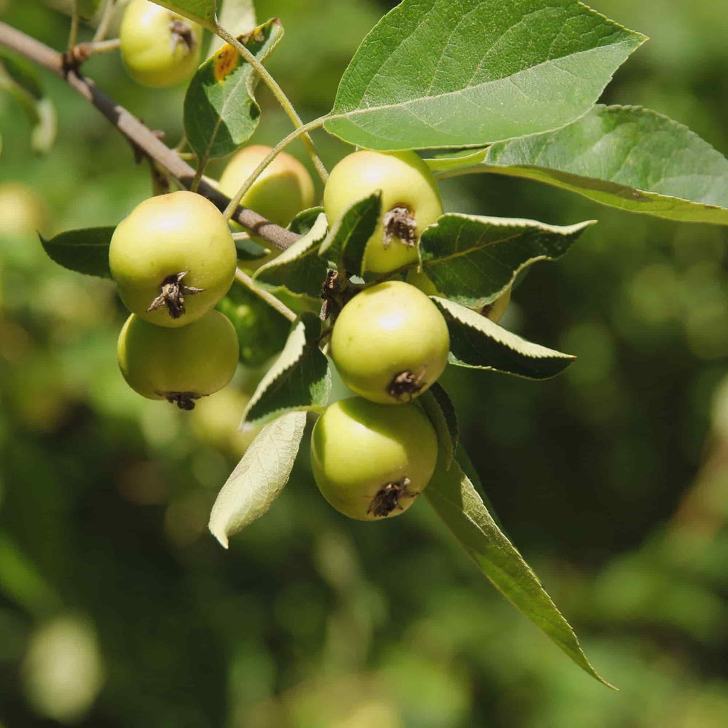 Crab Apple (Malus sylvestris)