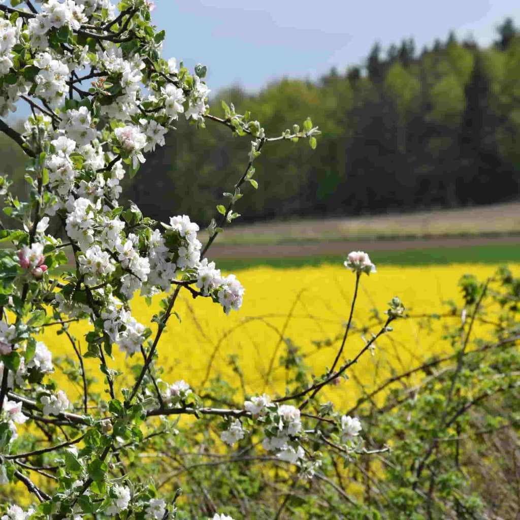 Crab Apple (Malus sylvestris)
