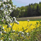 Crab Apple (Malus sylvestris)