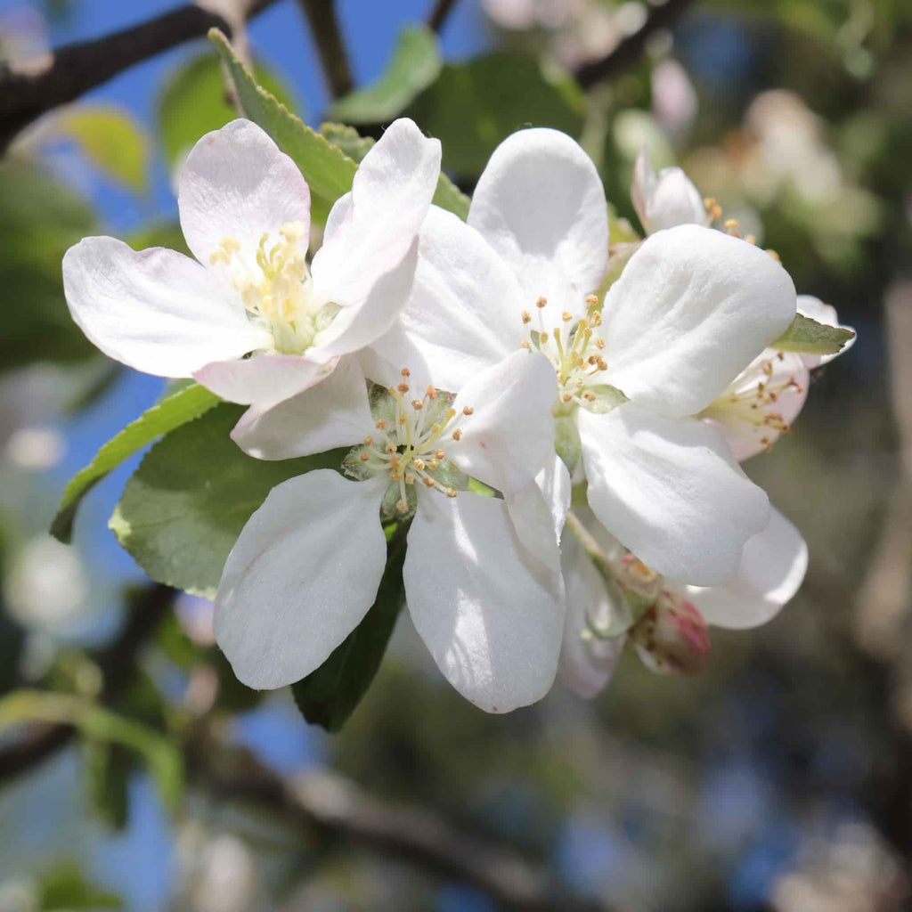 Crab Apple (Malus sylvestris)