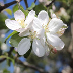 Crab Apple (Malus sylvestris)