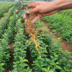 Crab Apple (Malus sylvestris)