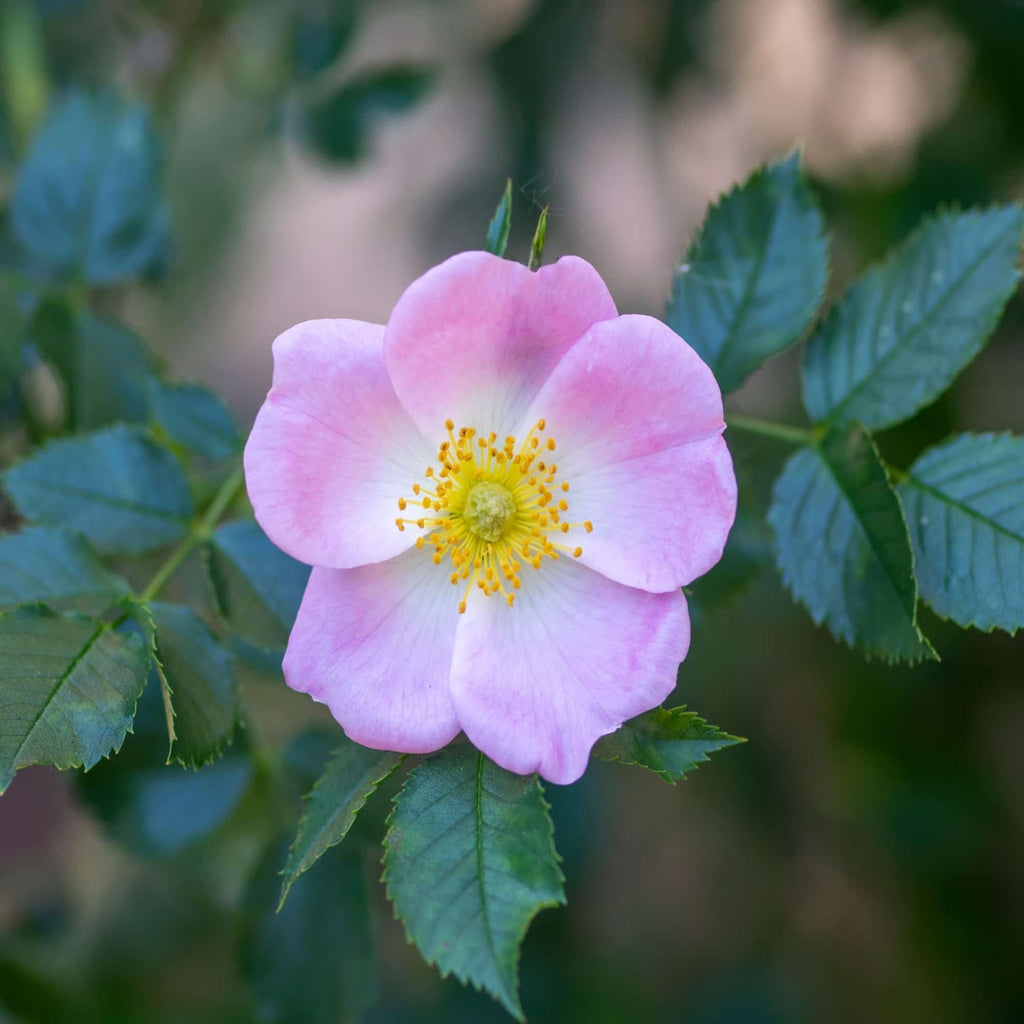 A close up of the pink open flower of common dog rose (Rosa canina)