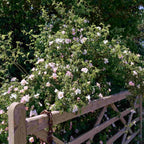 A mature Rosa canina hedge behind a 5 bar gate