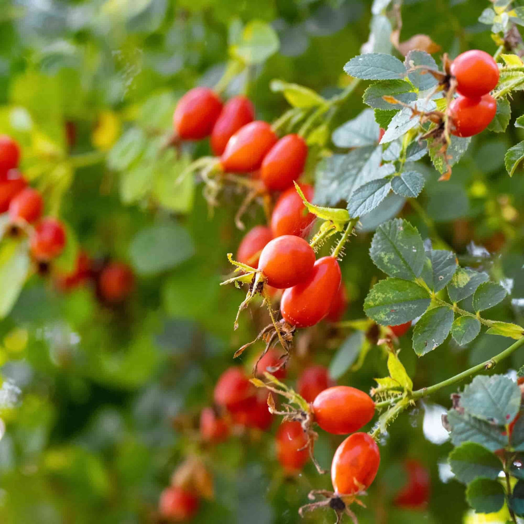The rose hips of dog rose (Rosa canina)