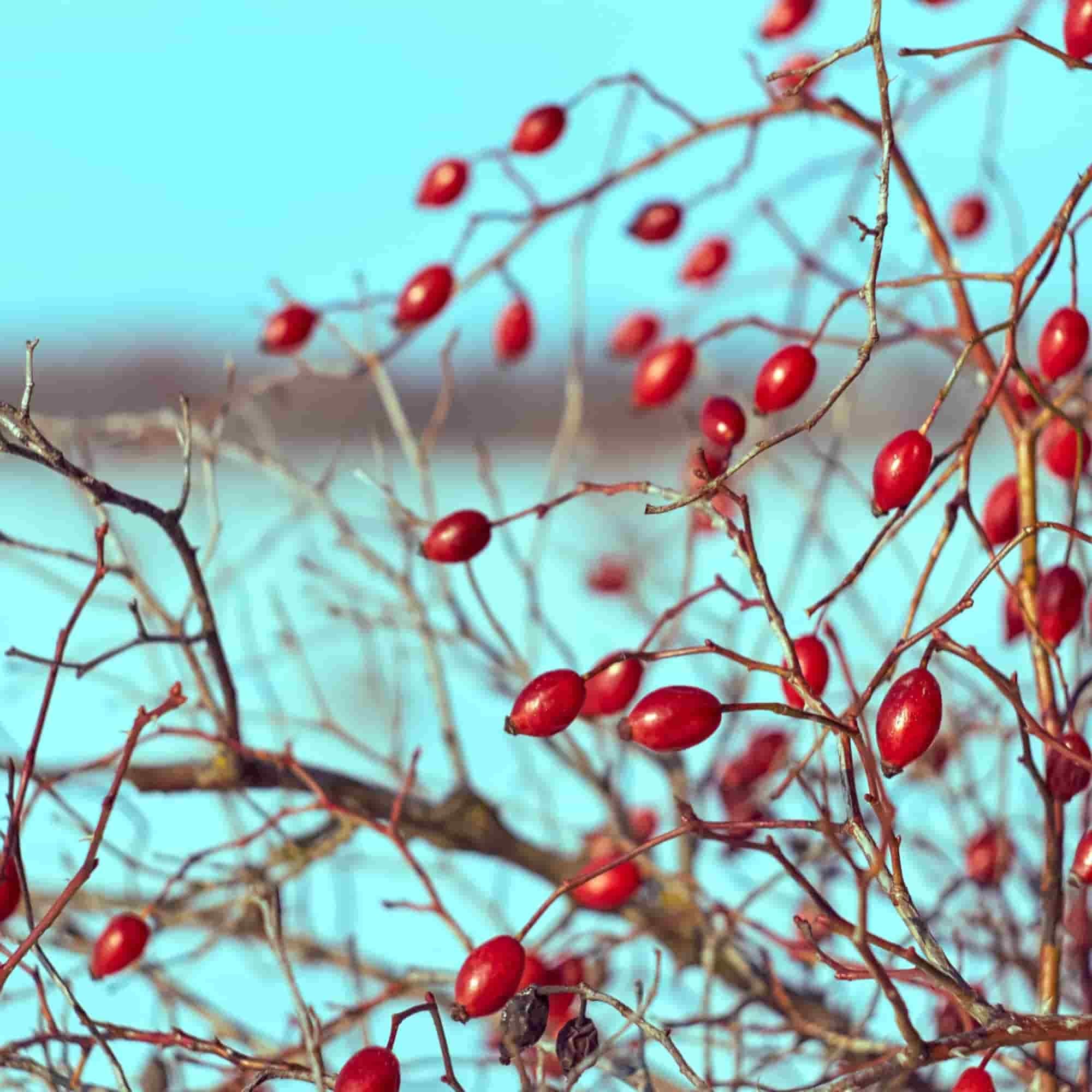 Dog Rose (Rosa canina)