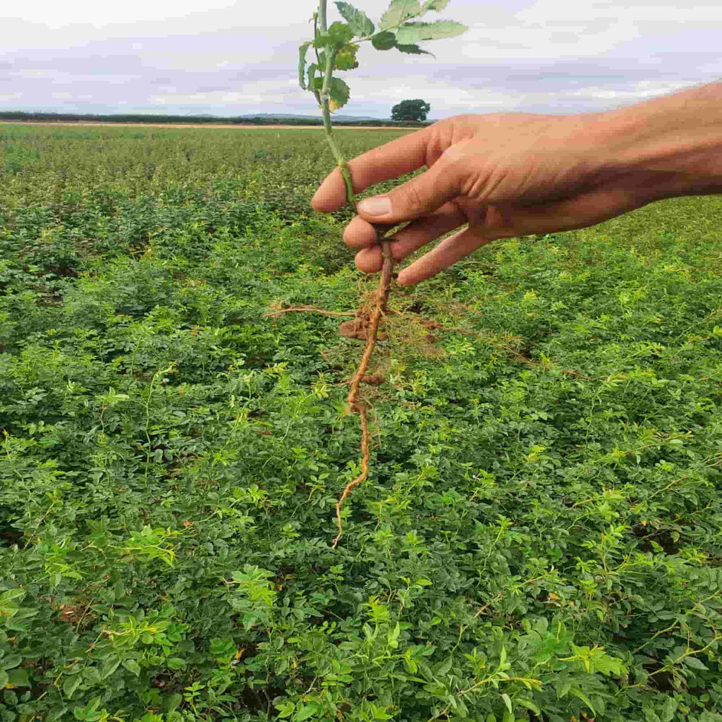 The root of a bare root Rosa canina being grown at a specialist hedging plant nursery