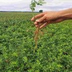 The root of a bare root Rosa canina being grown at a specialist hedging plant nursery