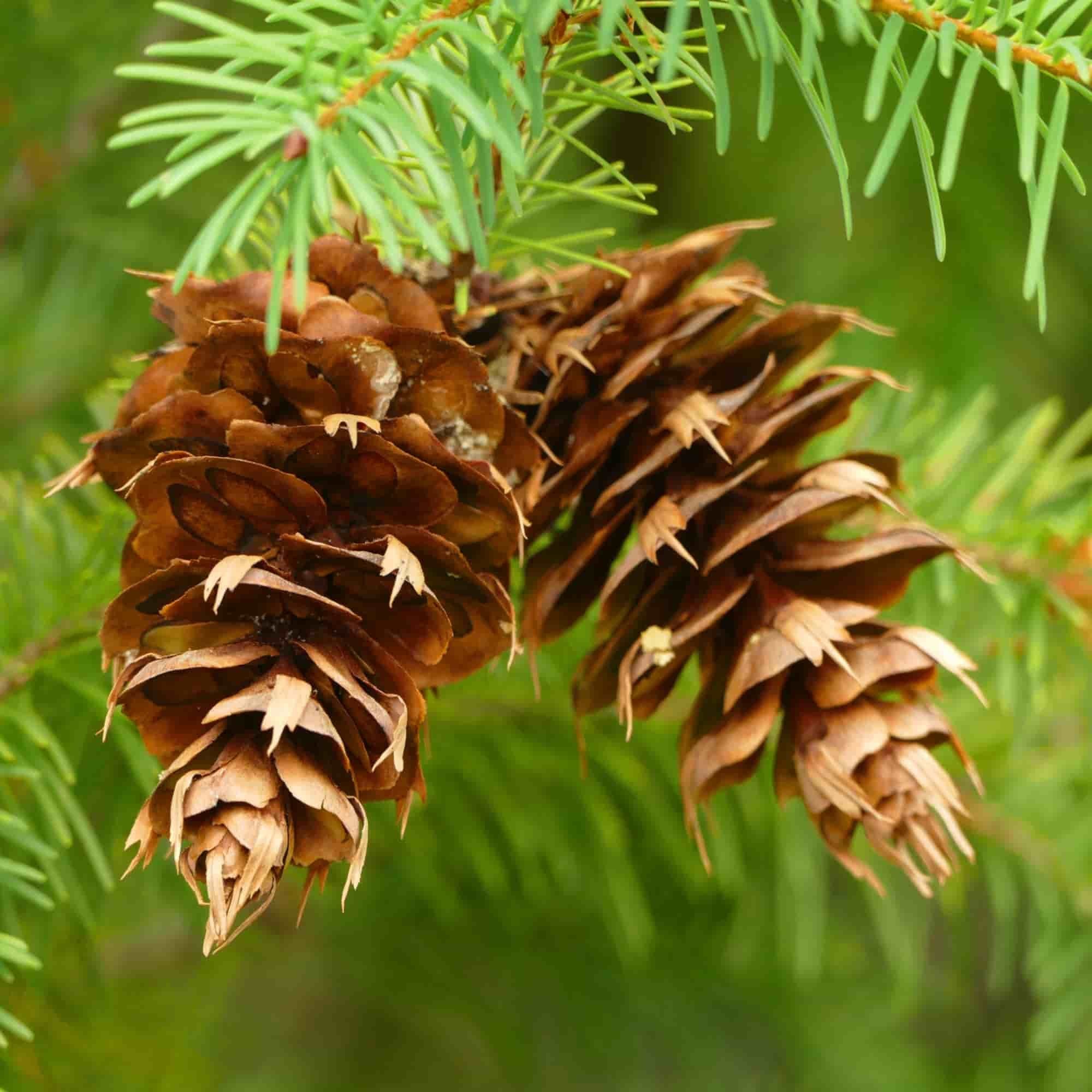 Douglas Fir (Pseudotsuga menziesii) bare root tree saplings – R J Trees ...