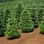 Douglas fir (Pseudotsuga menziesii) trees growing in a field