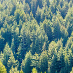 A forest of Douglas fir trees