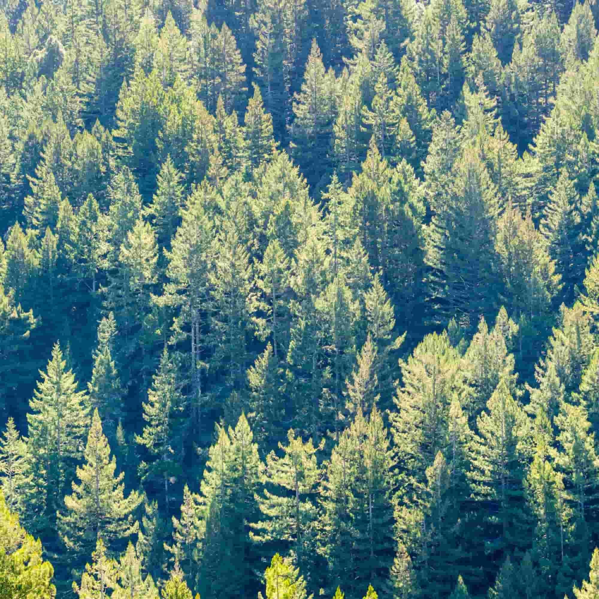 A forest of Douglas fir trees