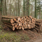 Douglas fir timber ready for the sawmill