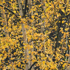 Autumn golden foliage and white bark on Betula pubescens trees