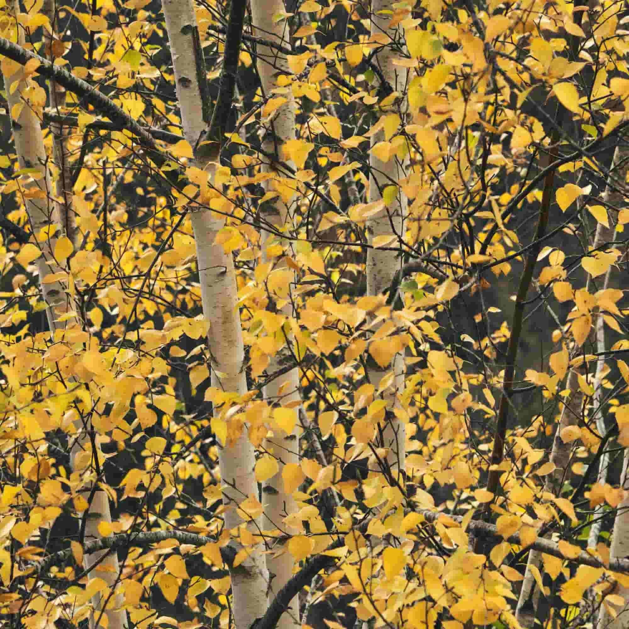 Birch - Downy (Betula pubescens)