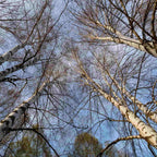 Birch - Downy (Betula pubescens)