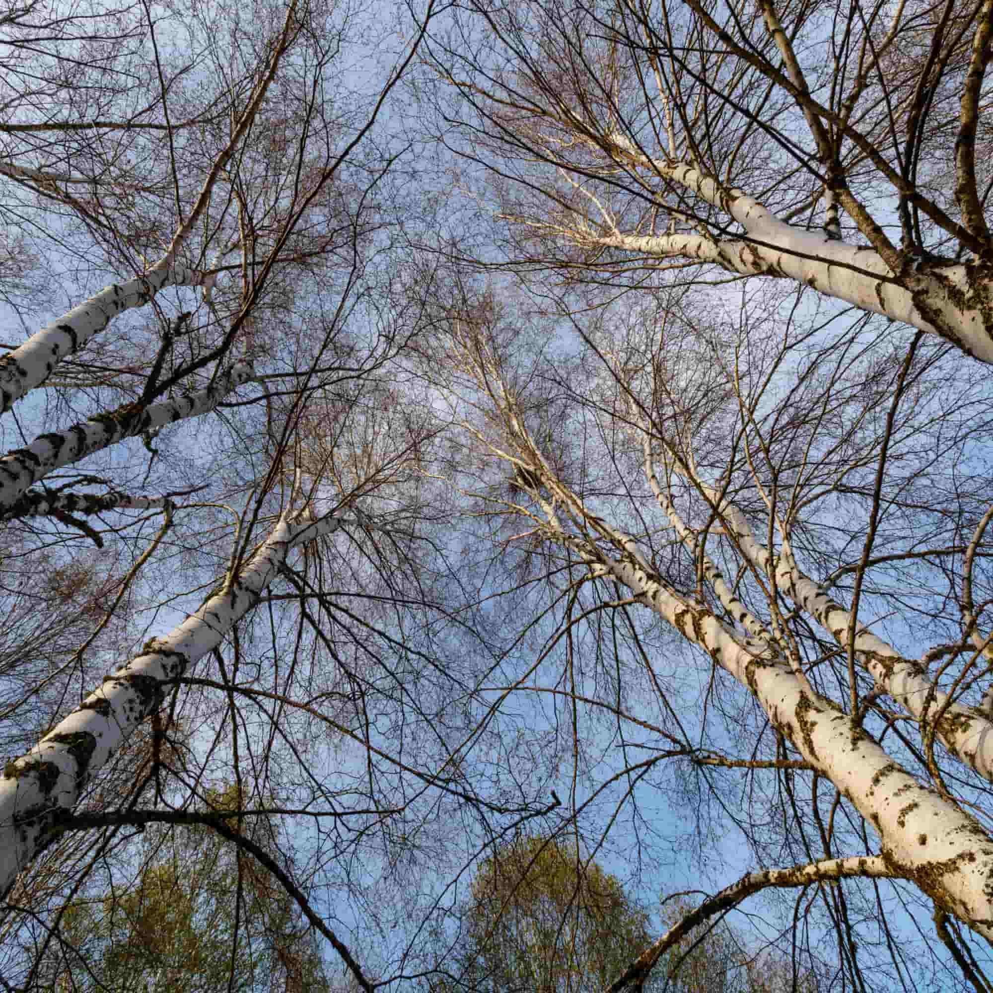 Birch - Downy (Betula pubescens)