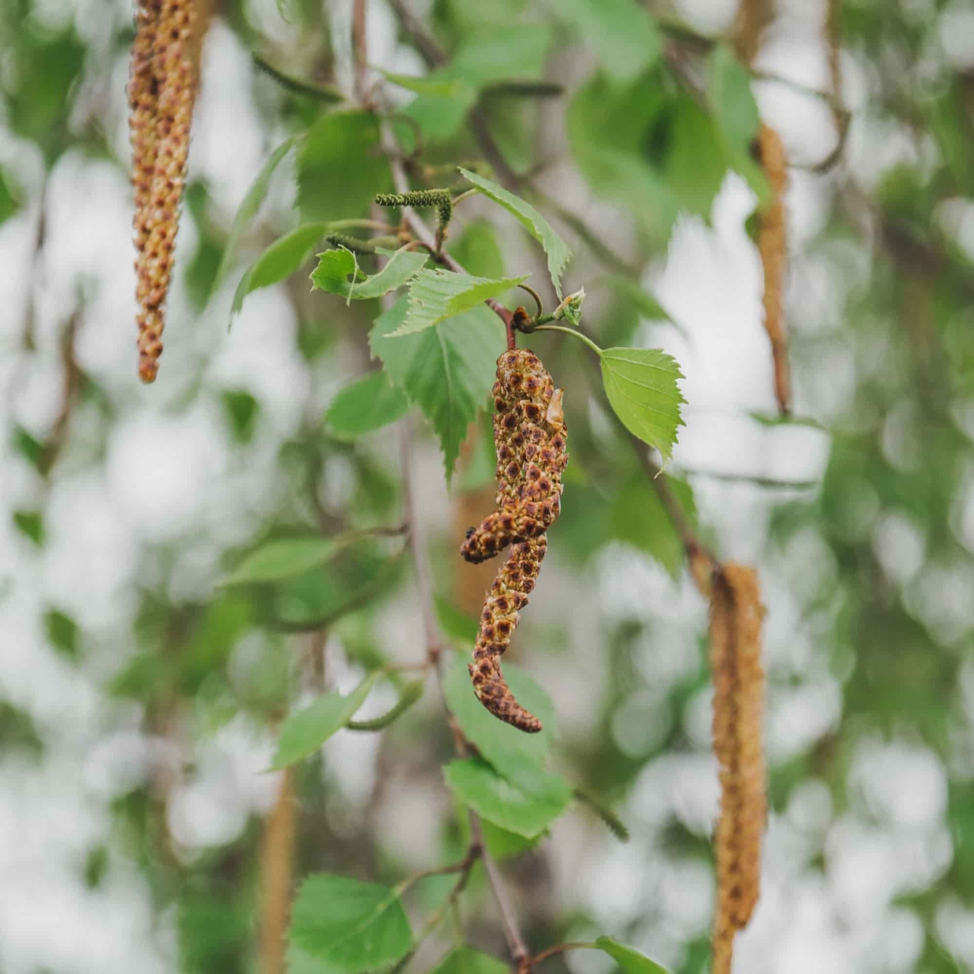 Birch - Downy (Betula pubescens)