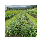 Birch - Downy (Betula pubescens)