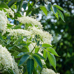 Close up of elder flowers (Sambucus nigra) from which elderflower cordial is made