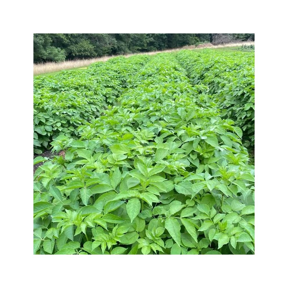 Elder (Sambucus nigra)
