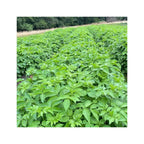 Elder (Sambucus nigra)