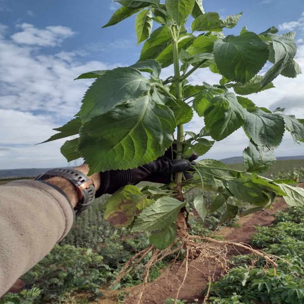 Elder (Sambucus nigra)