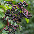 Elder (Sambucus nigra)