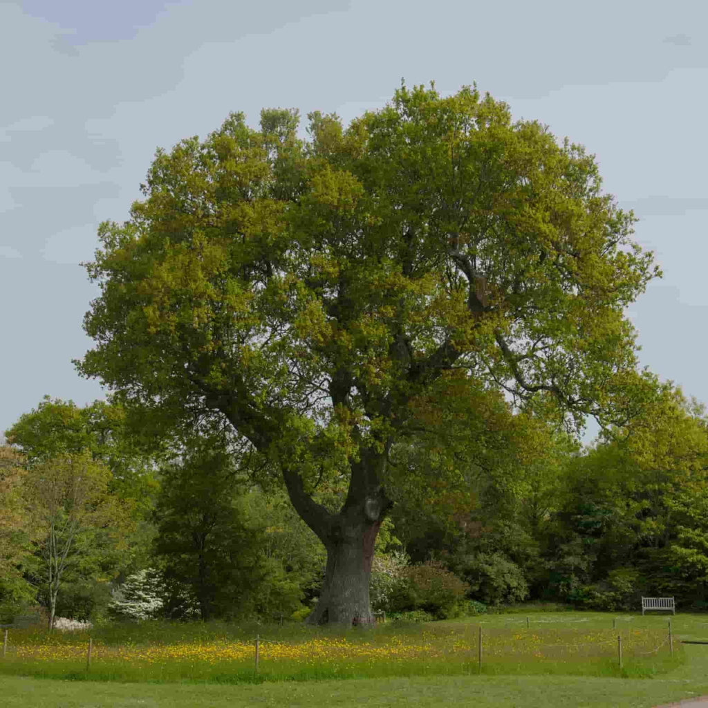 Oak - English (Quercus robur)