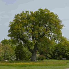 A mature English Oak (Quercus robur) tree in a parkland setting