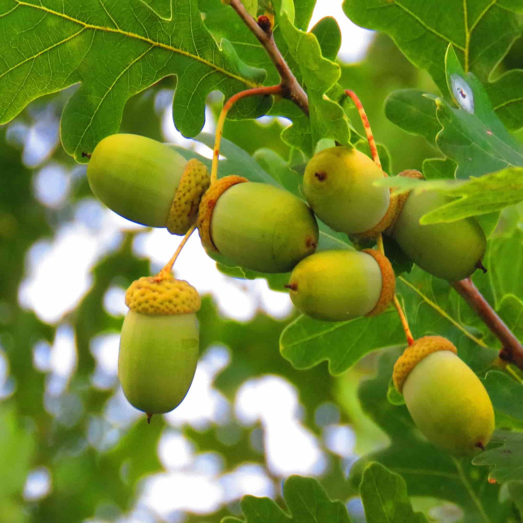 Oak - English (Quercus robur)