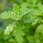 Oak - English (Quercus robur)