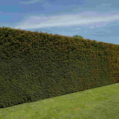 A tall, formal, neatly clipped Yew hedge with a blue sky in the background and grass in the foreground
