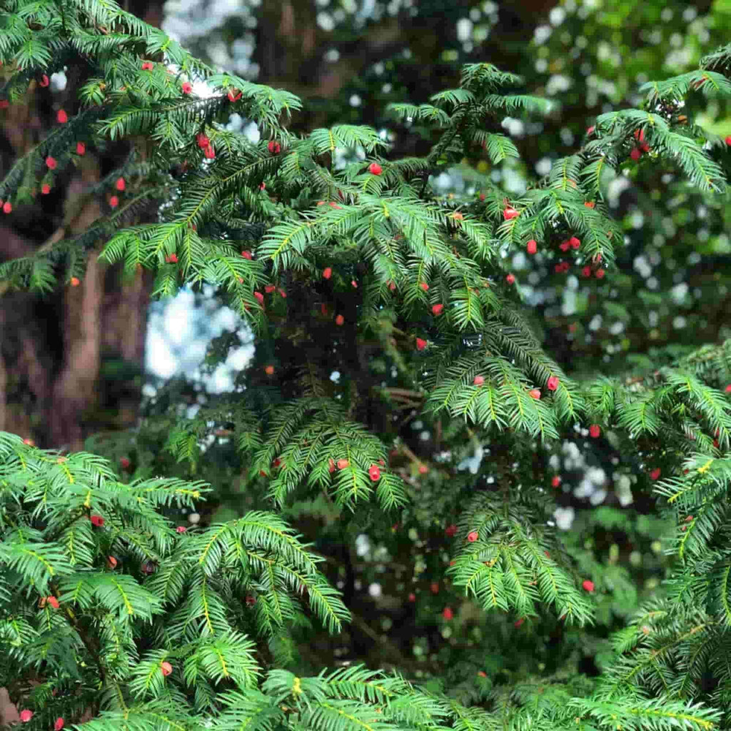 English Yew (Taxus baccata)