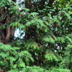 English Yew (Taxus baccata)