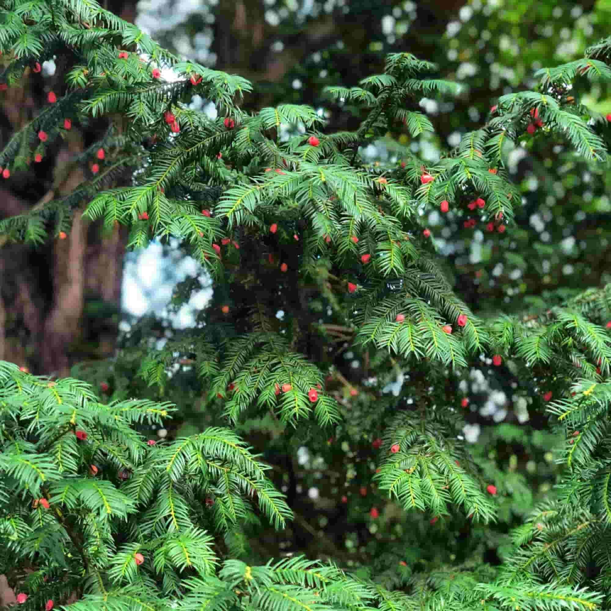 English Yew (Taxus baccata)
