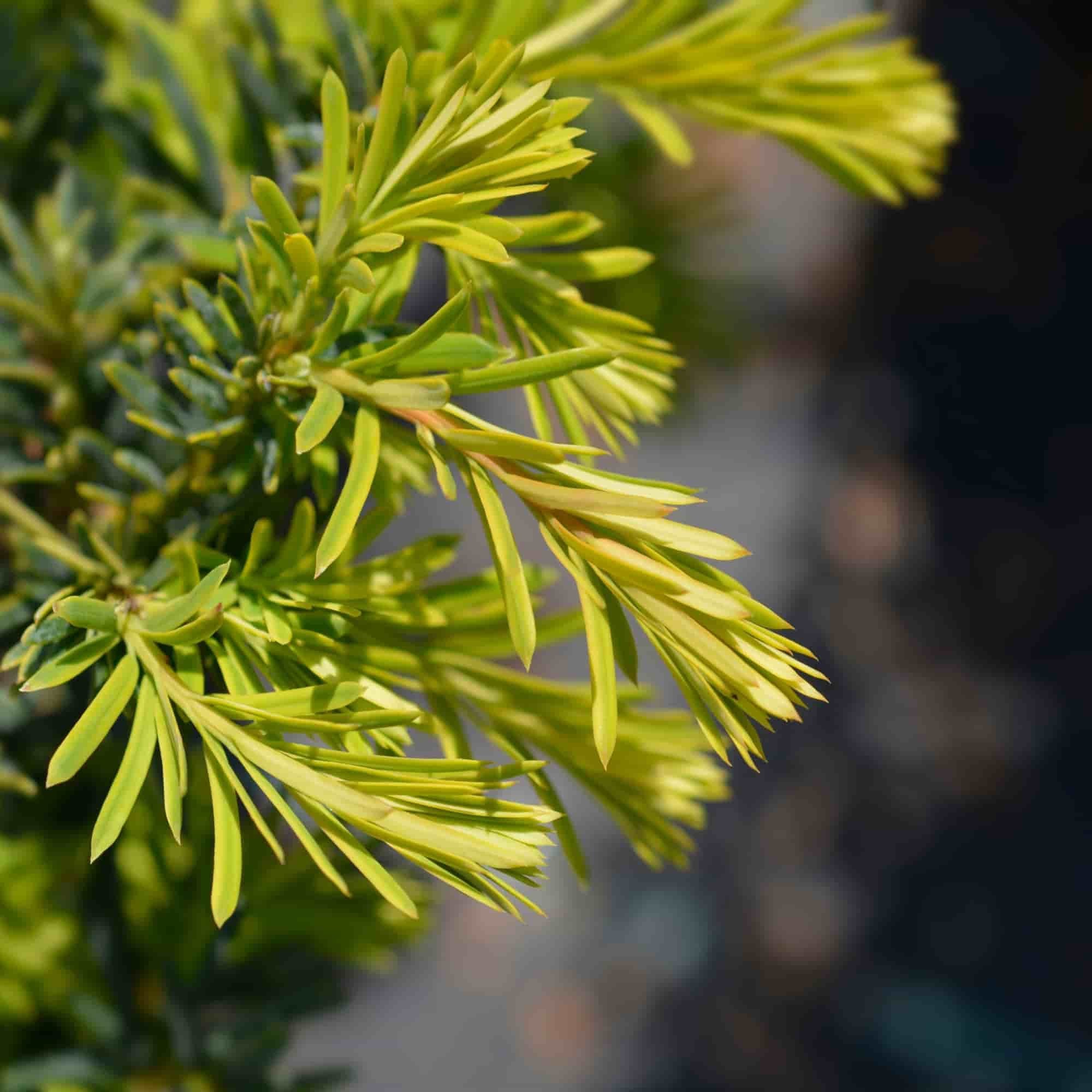 English Yew (Taxus baccata)