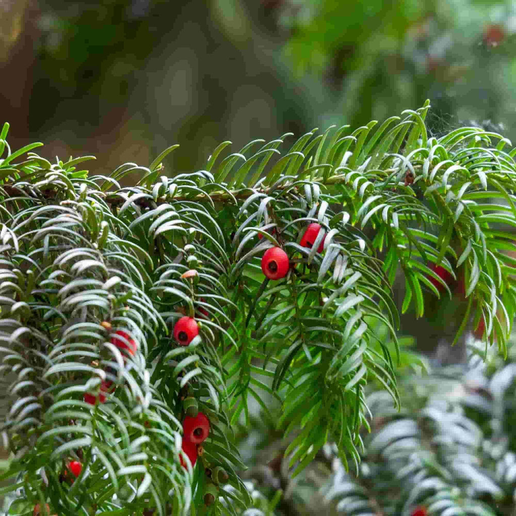 English Yew (Taxus baccata)