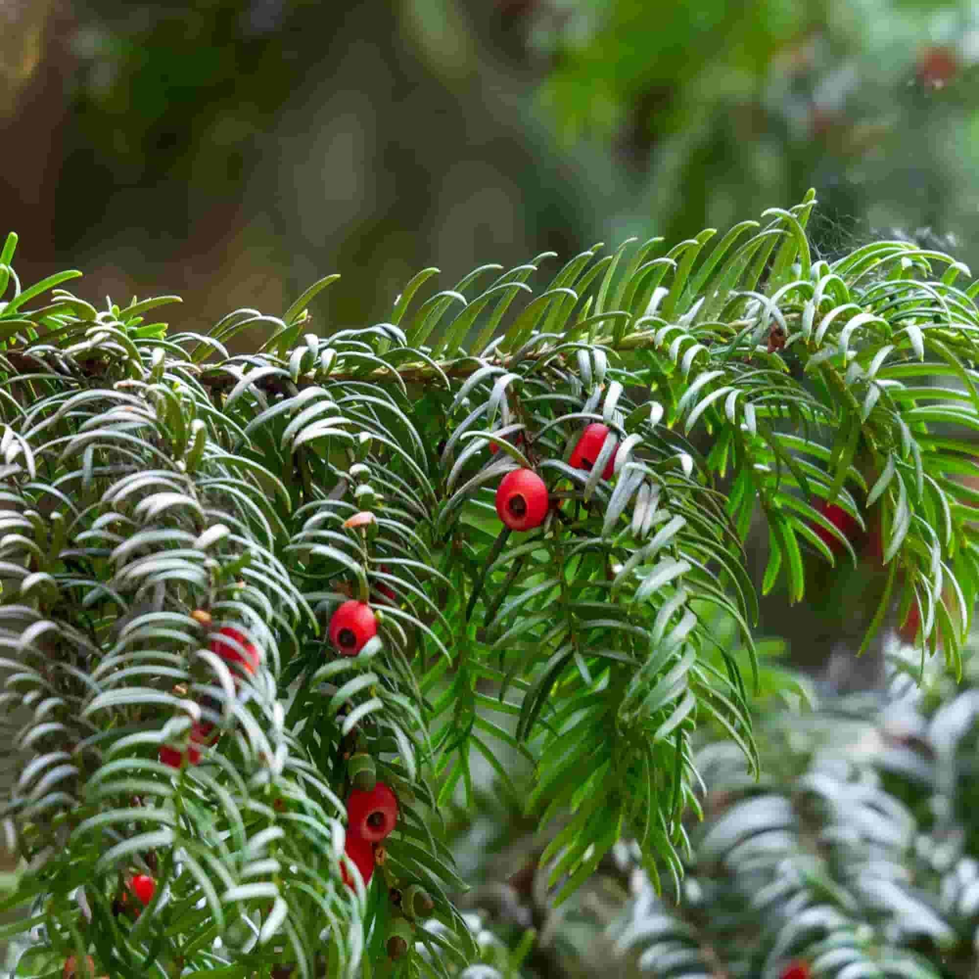 English Yew (Taxus baccata)