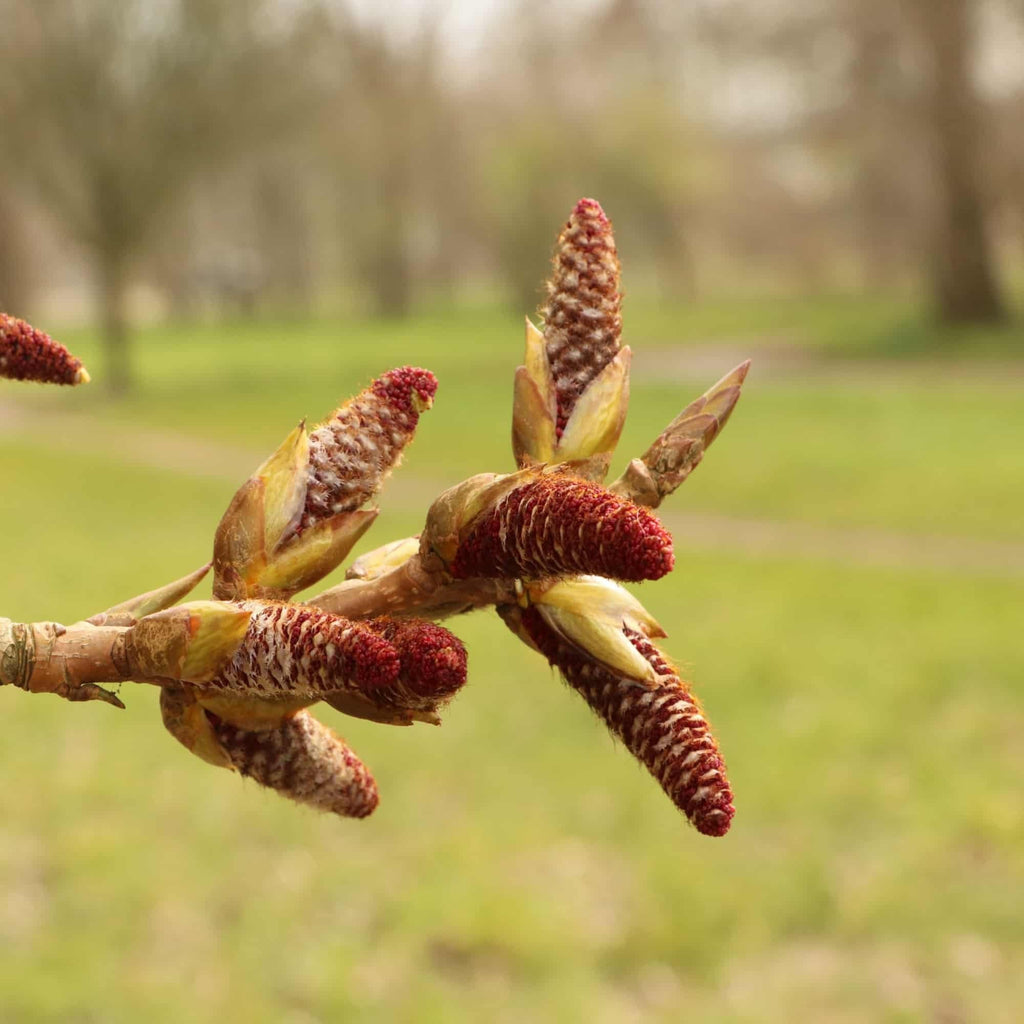 Poplar - False Lombardy  (Populus canadensis Robusta)