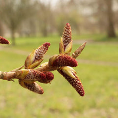 Red male catkins of False Lombardy (Populus canadensis Robusta)