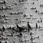 Poplar - False Lombardy  (Populus canadensis Robusta)