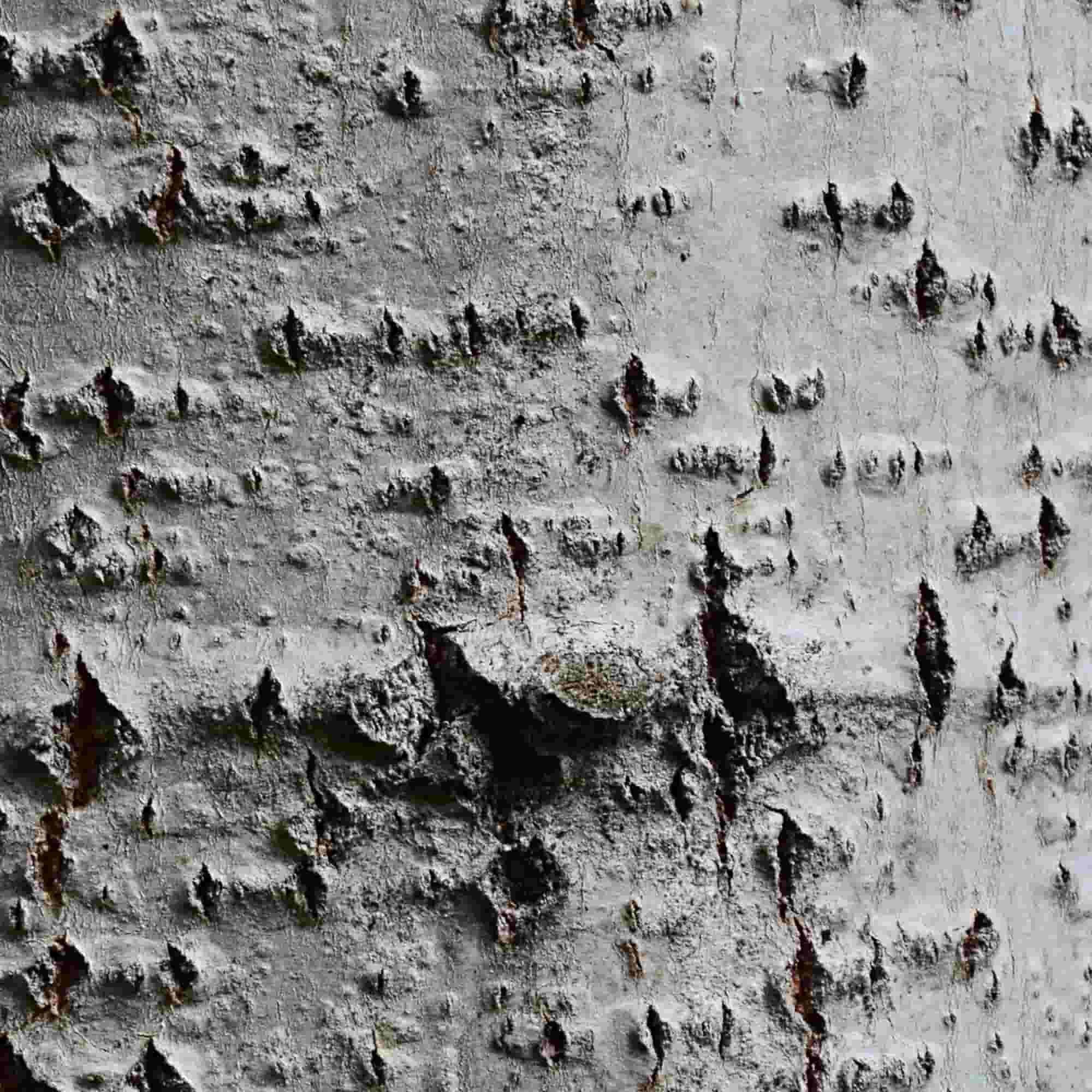 Poplar - False Lombardy  (Populus canadensis Robusta)