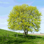 A mature Acer campestre tree (Field maple) with a pale blue sky