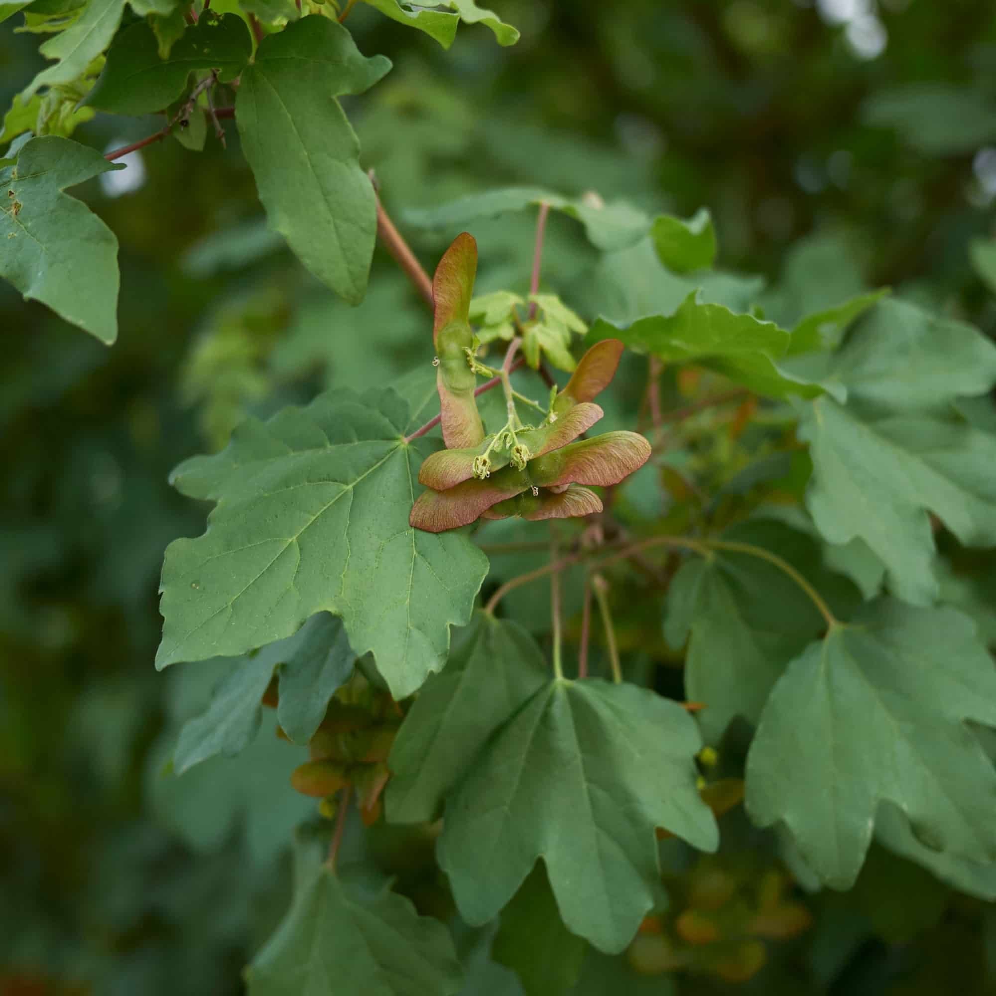 Field maple (Acer campestre)