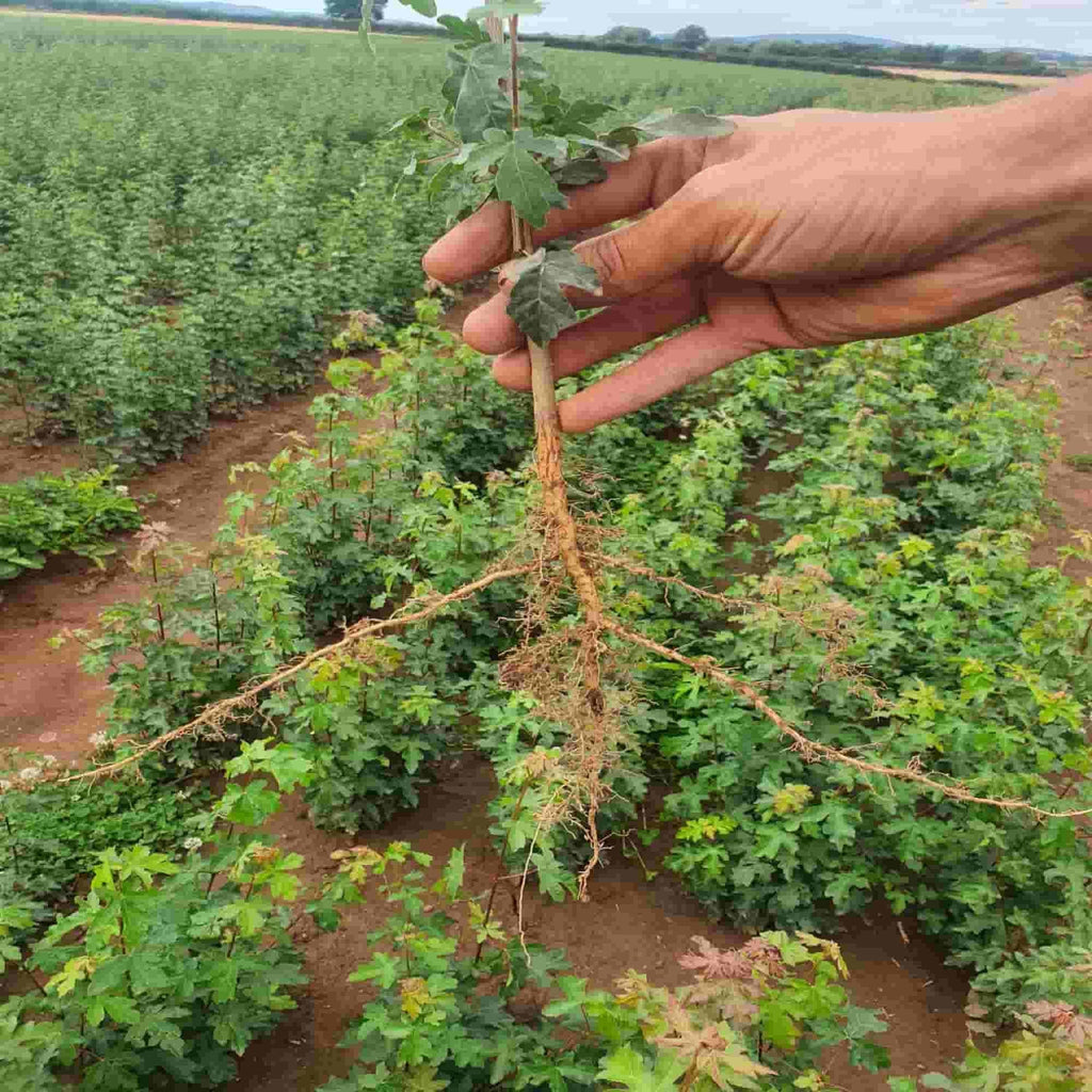 The root of an Acer campestre seedling at specialist bare root nursery