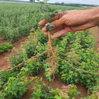 The root of an Acer campestre seedling at specialist bare root nursery